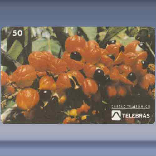Festa Do Guaraná